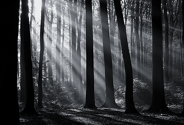 Black-and-White-forest-light[1]