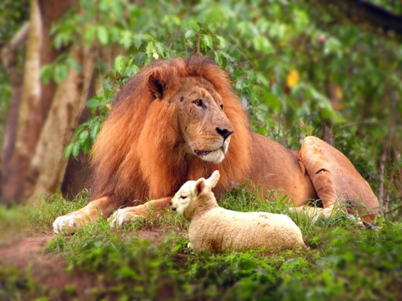 The-Lion-and-The-Lamb-teddybear64-18261163-1024-768[1]