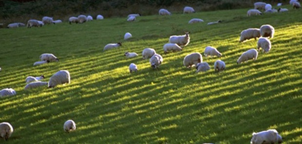 sheep-grazing-in-Scotland-copy1-1024x735