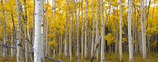 Aspen-Trees