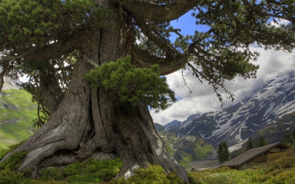 Enormous_tree