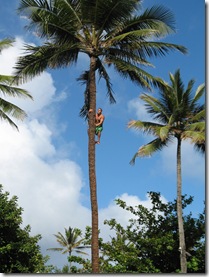 Climbing Coconut Tree